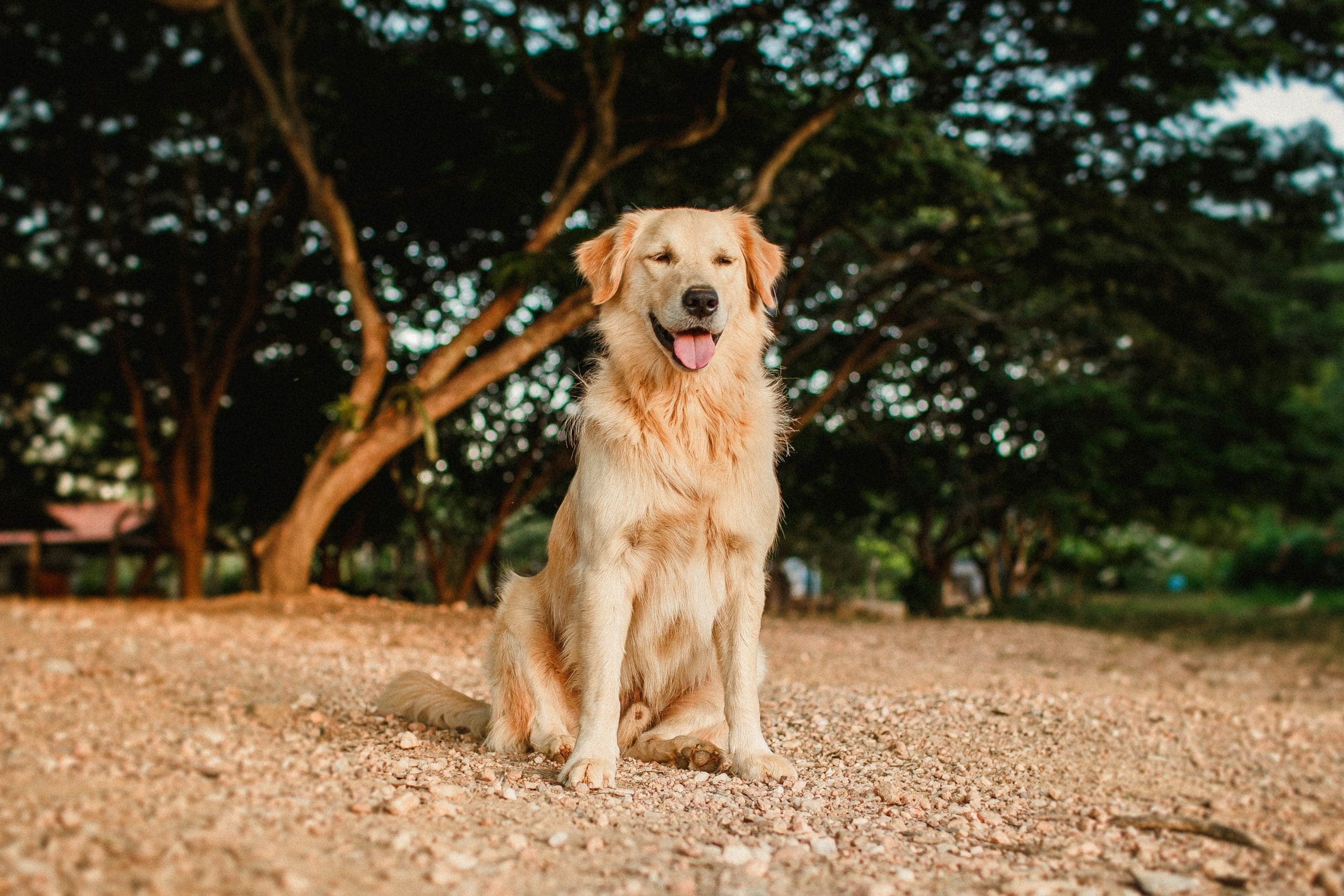 The most popular breeds and common behavioural problems according to Woofz