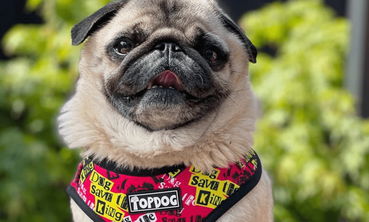 Topdog supports charities through harness sales