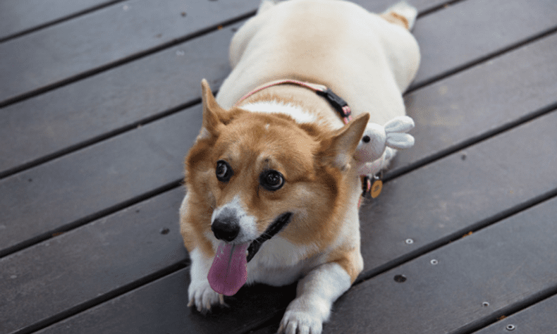 UK Pet Food launches dog obesity tool to tackle surge in cases