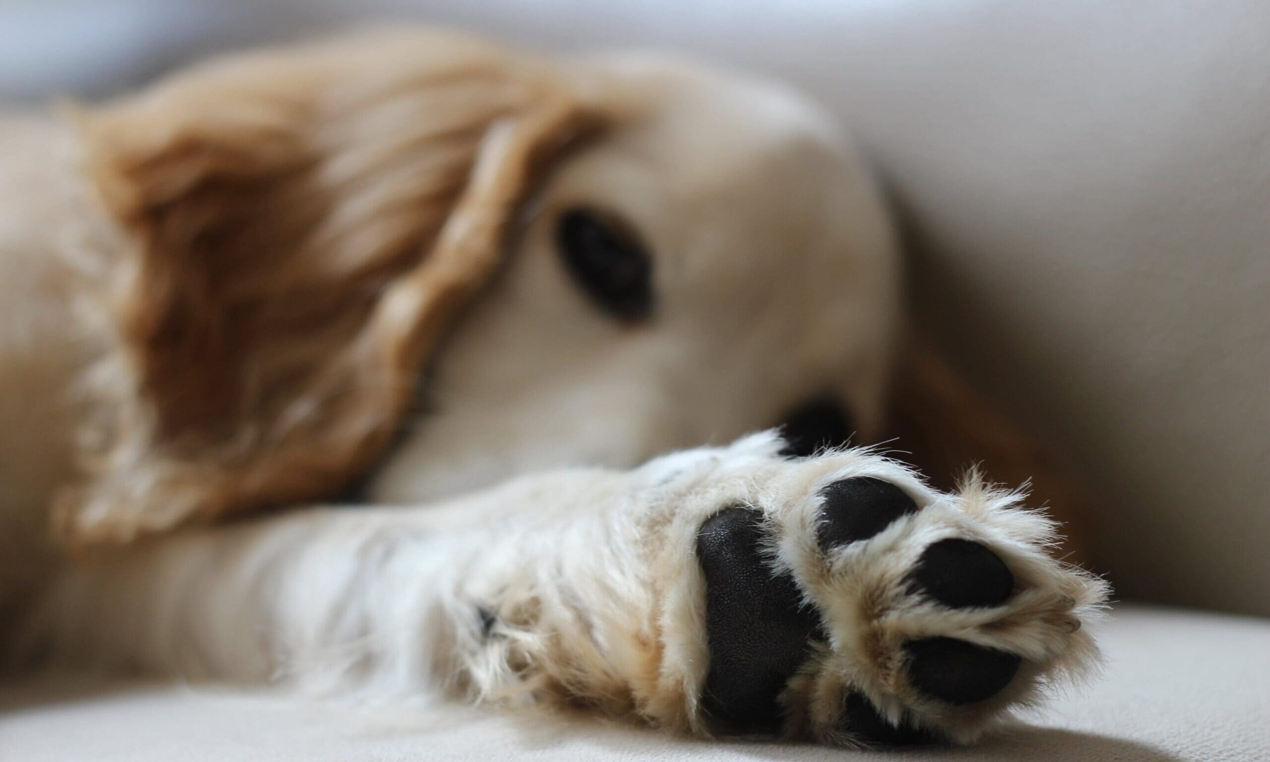 Bone Idol Academy launches online canine first aid course