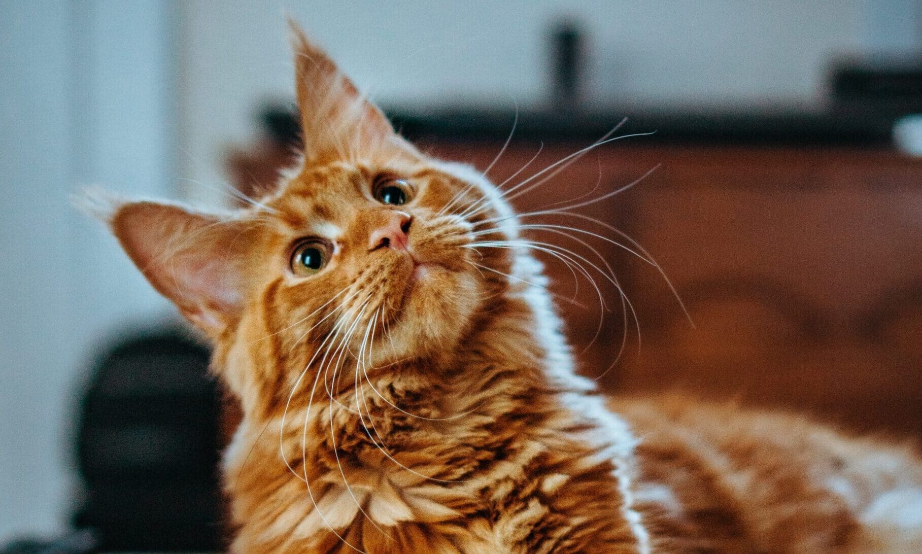 Zoetis officially partners with Cats Protection