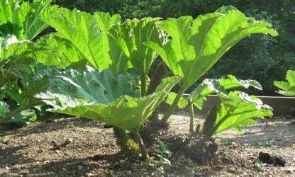 Retailers urged to discontinue sales of gunnera manicata