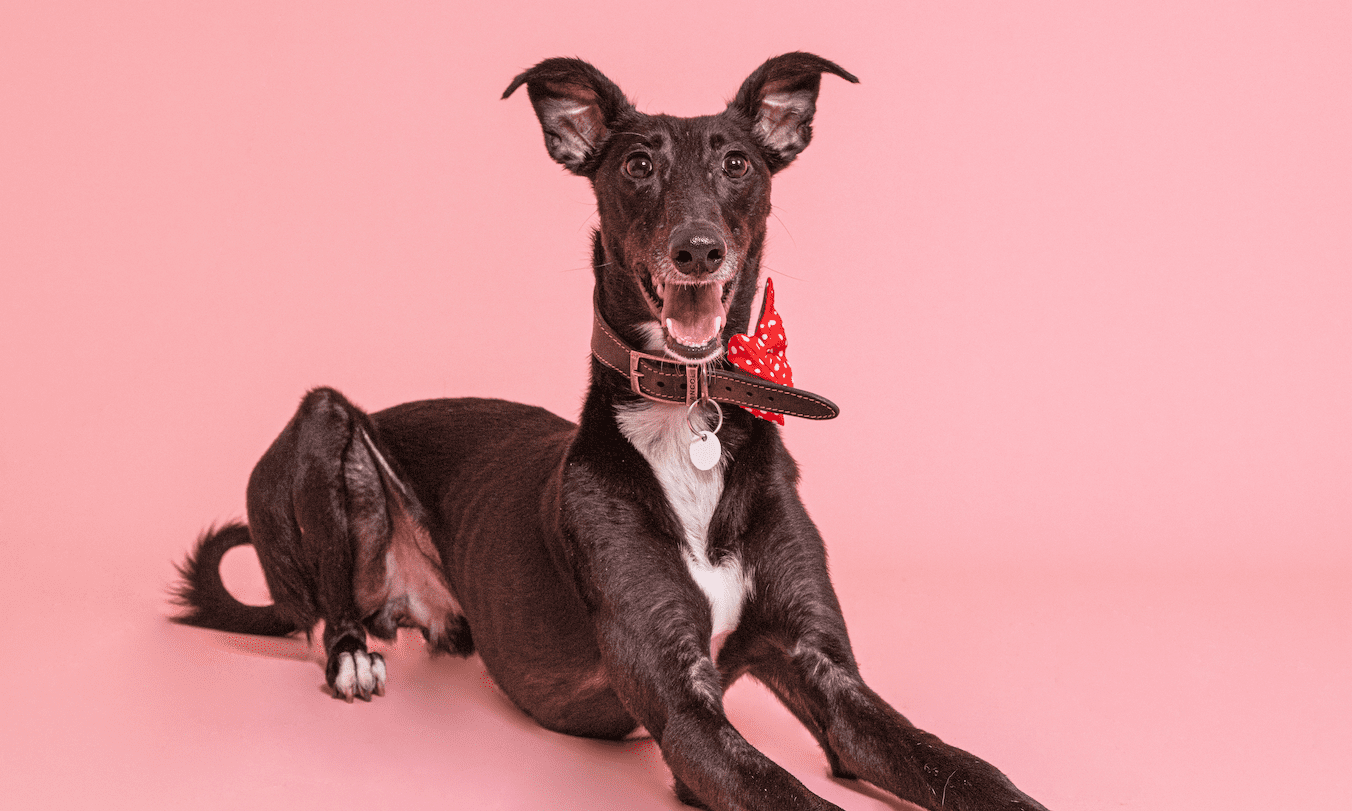 Pooch and Mutt partners with Woodgreen to rehome dogs