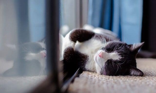 Pet industry to be worth $500bn by 2030, Mars expects