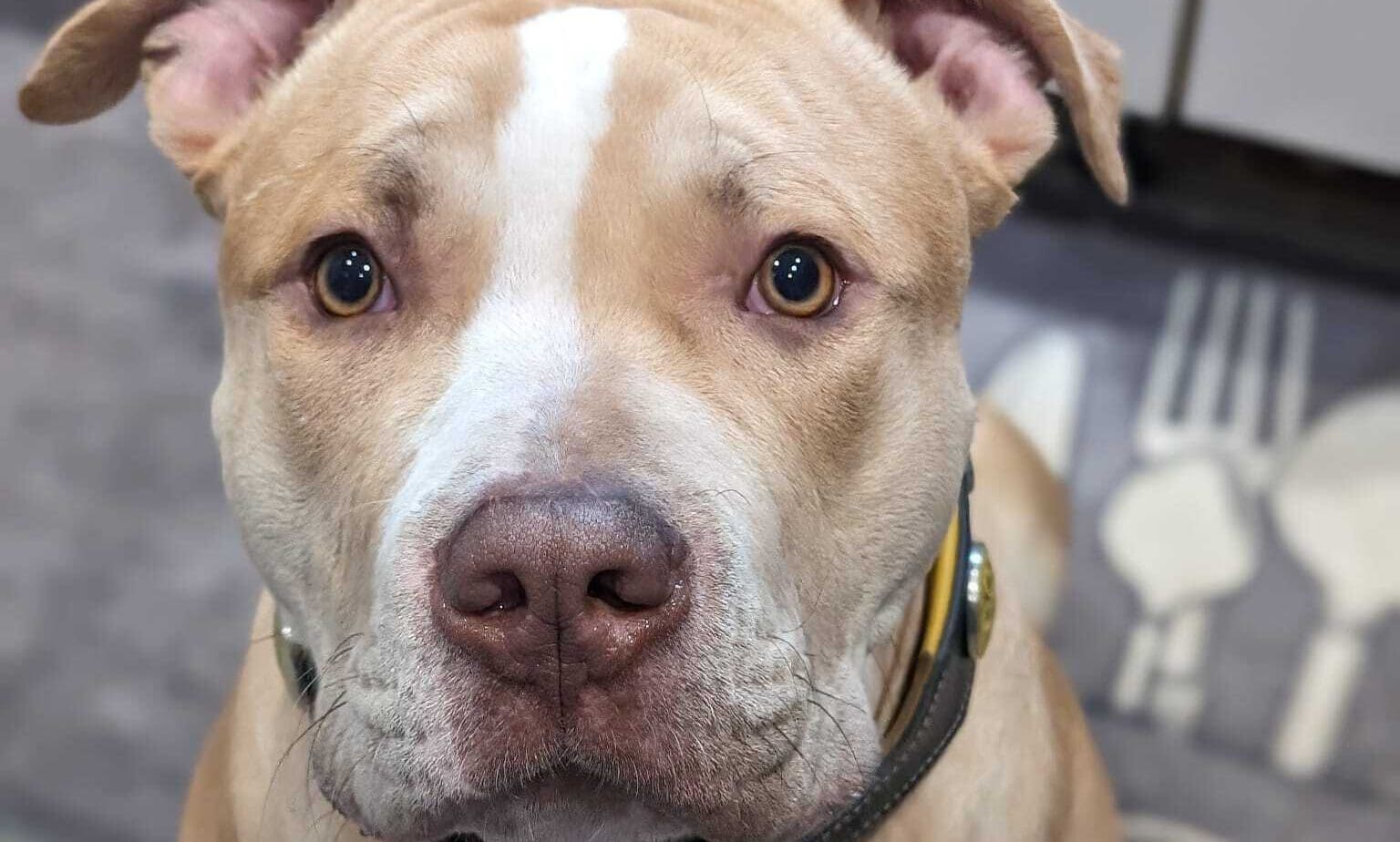 Napo becomes ‘first insurer’ to cover dangerous dogs