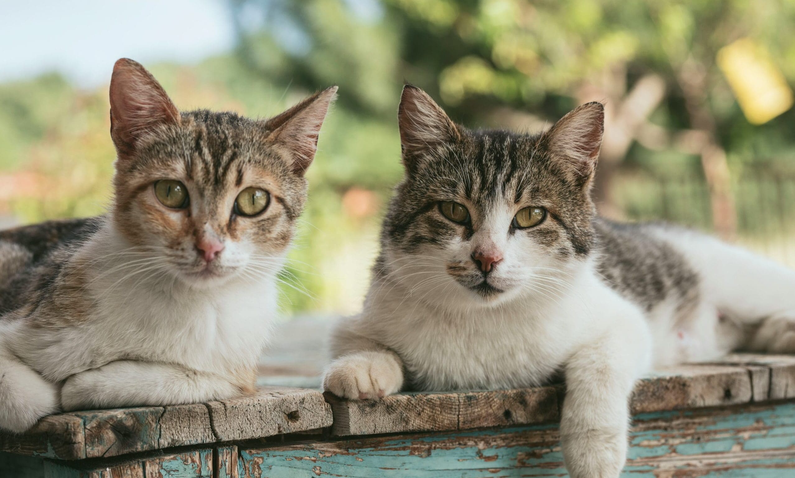 Cats Protection urges Scottish govt to include cats in new Dog Theft Bill