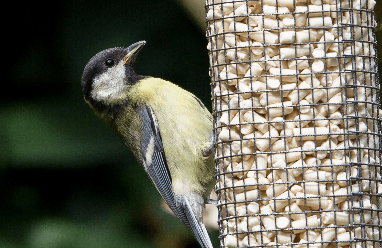 Unipet: manufacturer of the Suet To Go brand