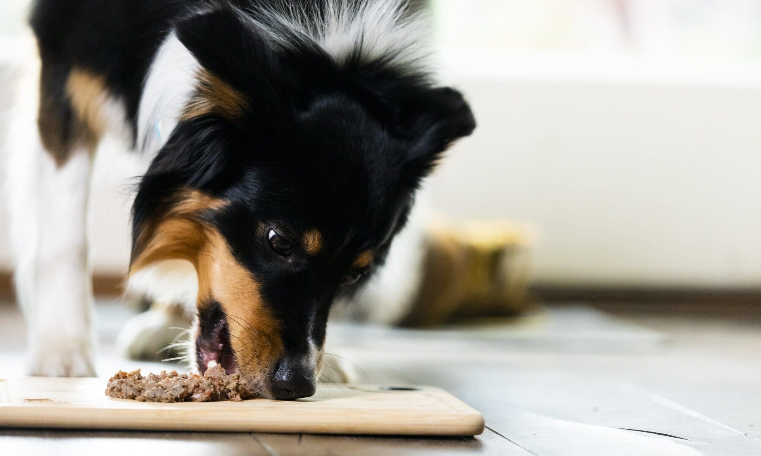 Bella and Duke calls for clearer pet food labelling standards