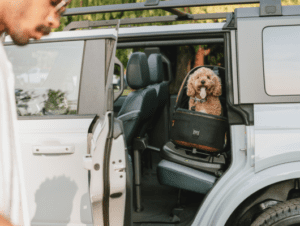 Introducing Tavo: Pet protection reimagined