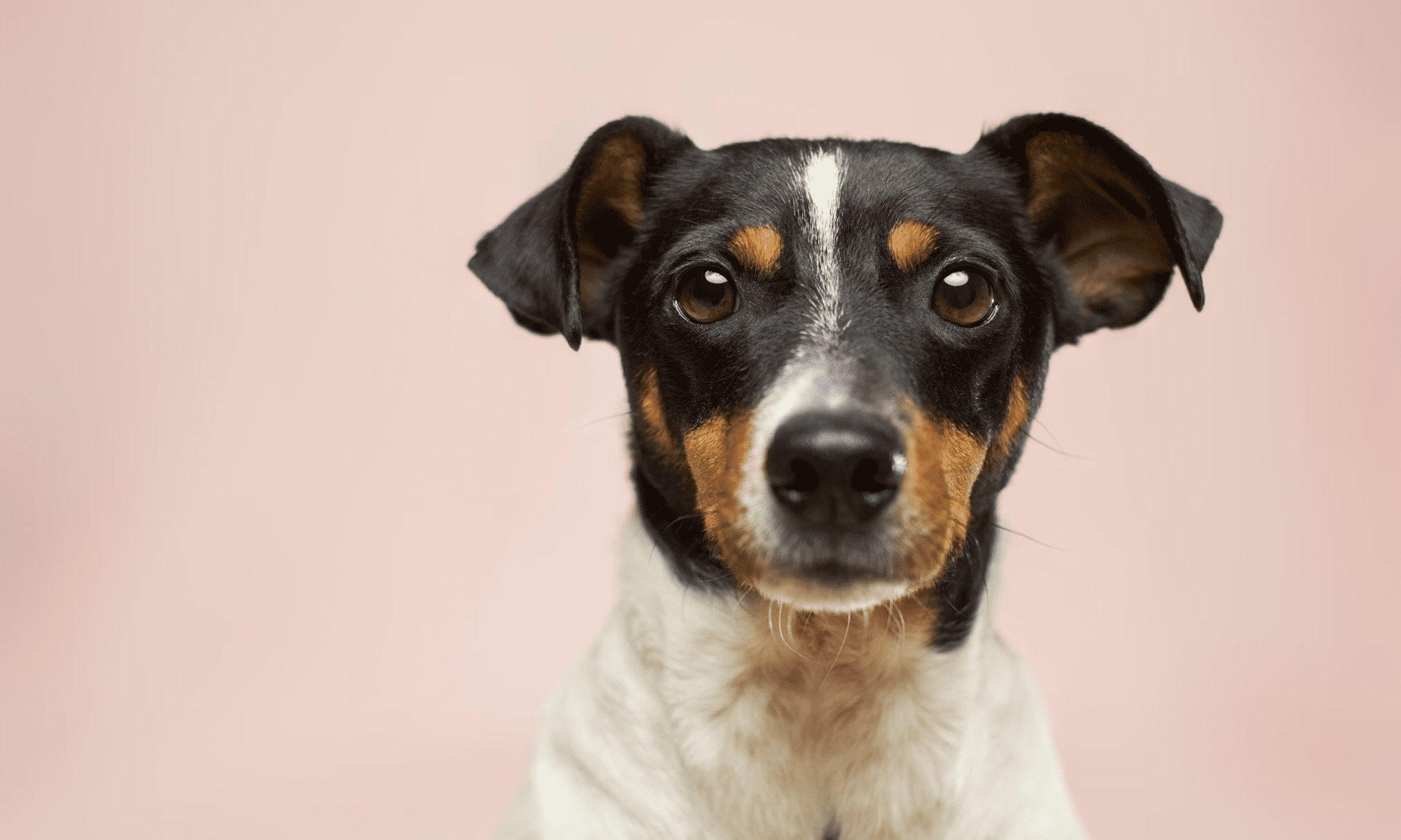 Purina tops online visibility table, Salience finds