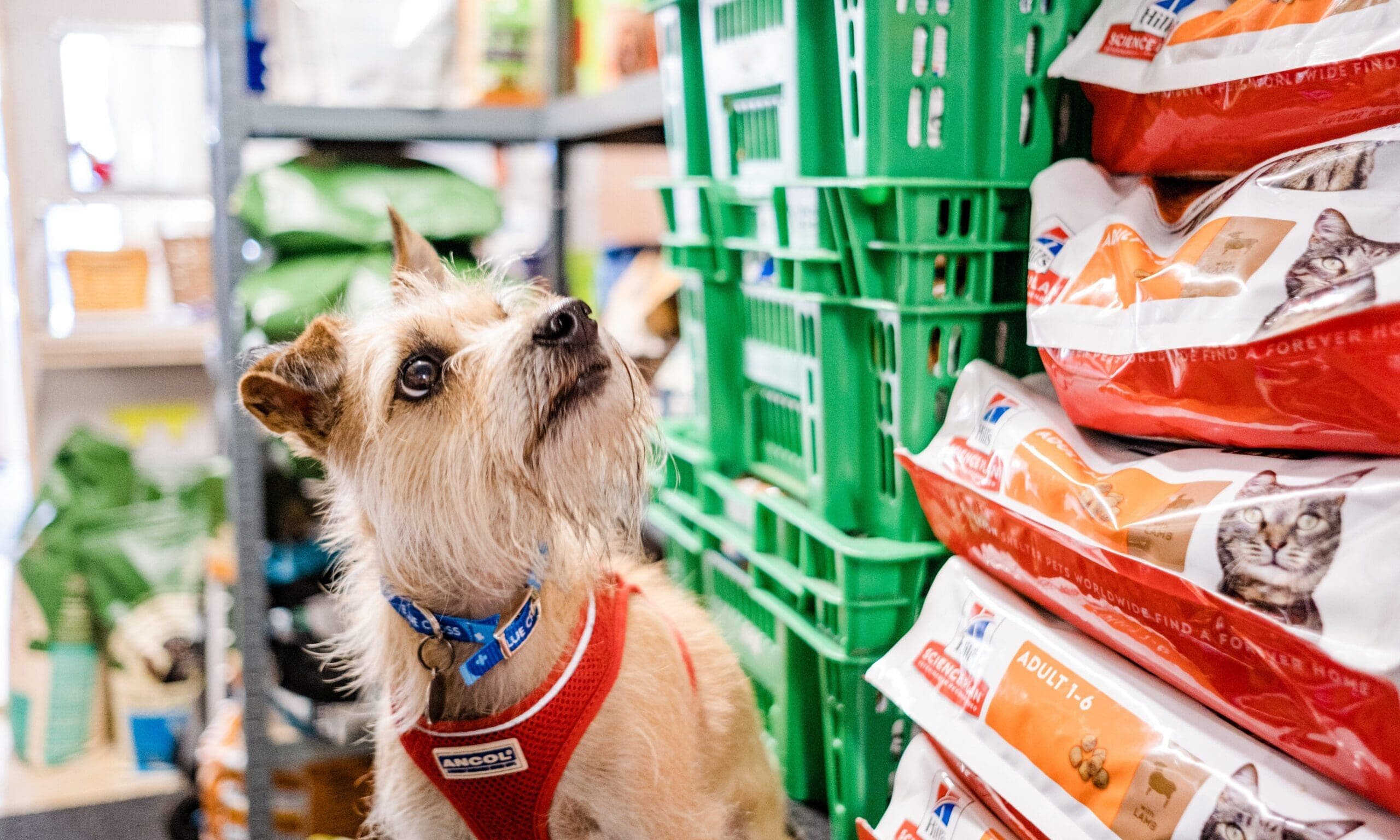 Blue Cross marks feeding three million pets