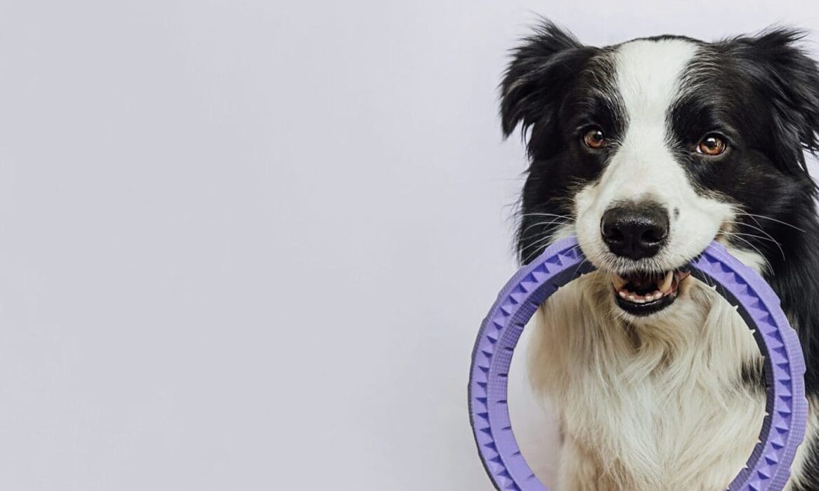 Find Your Paws launches recruitment scheme for breeders
