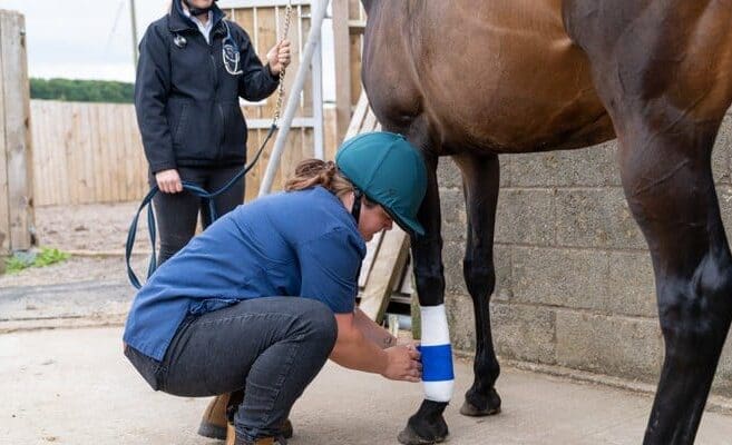 CVS introduces first UK Equine Nursing Committee