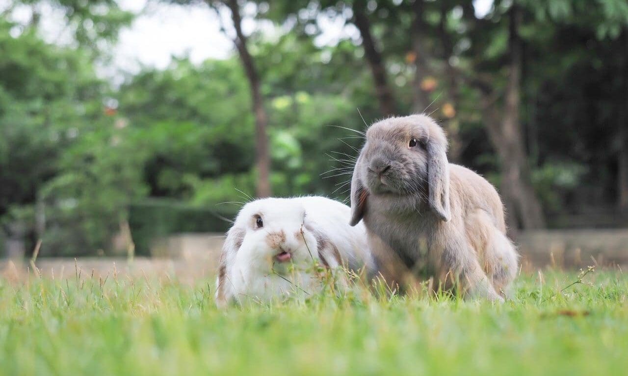 WHM Pet Group contributes to new European rabbit feeding guide
