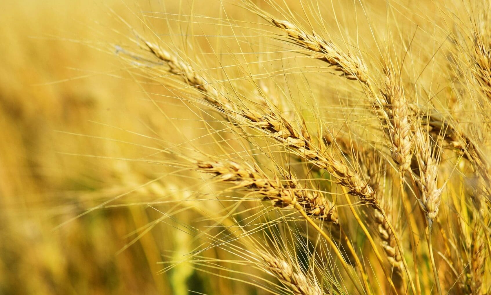 Mars partners with European regenerative agribusinesses