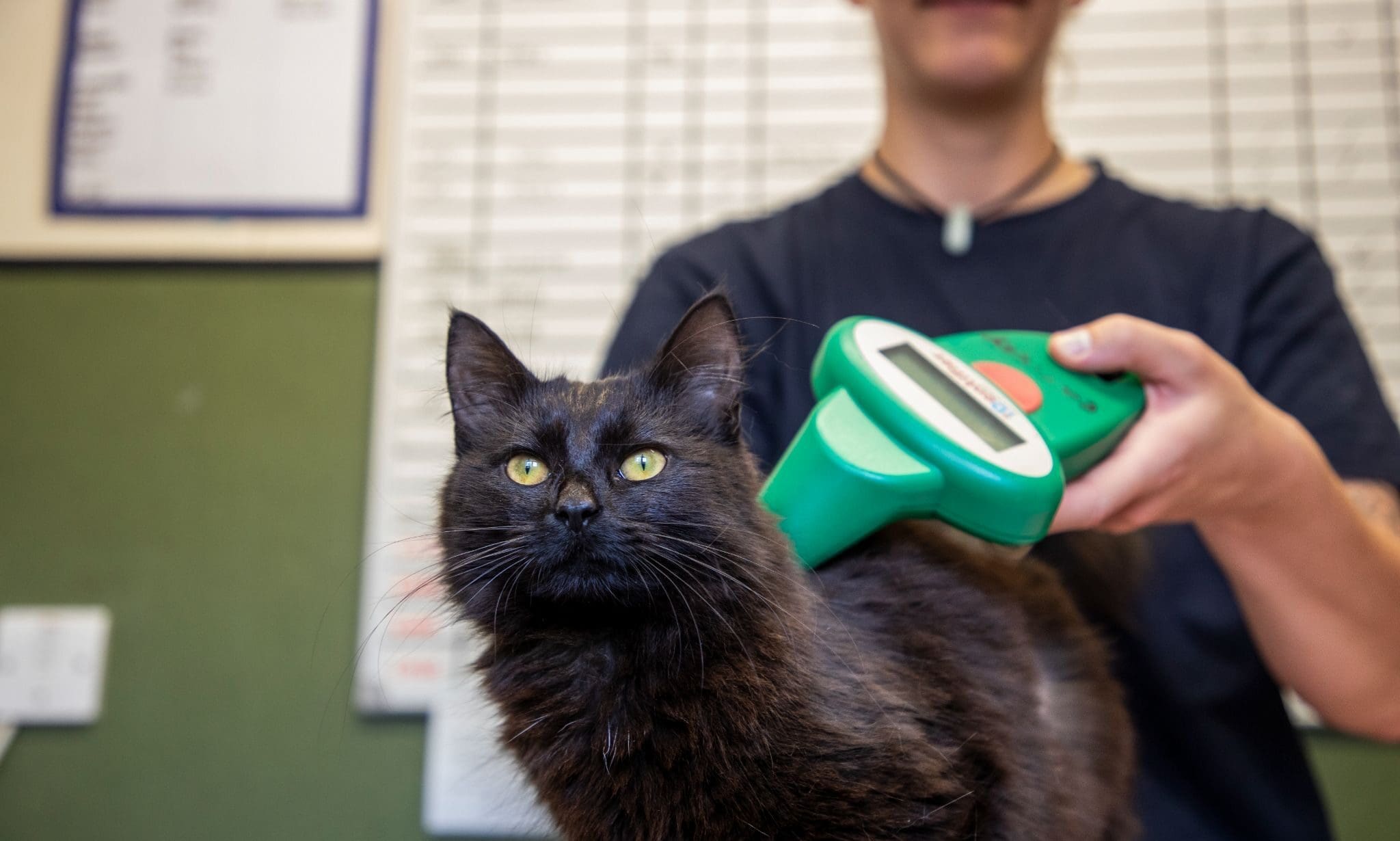 Over a third of owners struggle to afford microchipping, RSPCA finds
