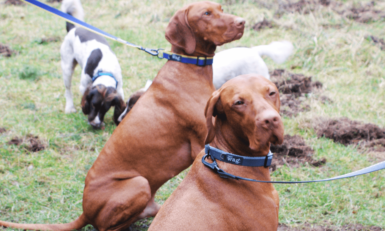 Henry Wag unveils new dog collar and lead range