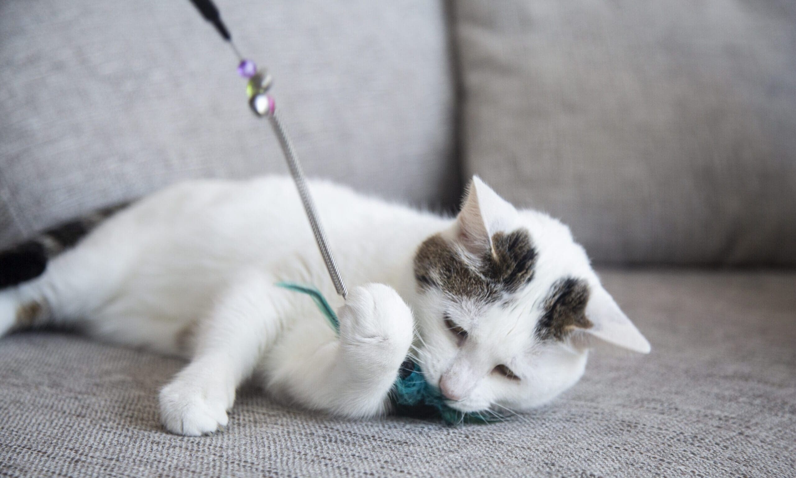 My Three Cats founder launches Cats Deserve More campaign