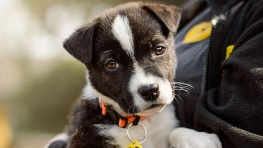Dogs Trust and RSPCA launch national consultation on responsible dog ownership