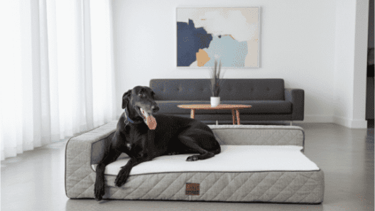 Closer Pets partners with vet and NHS sleep expert