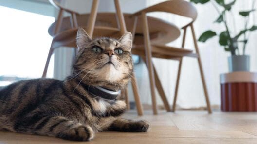 Tractive launches updated pet health devices