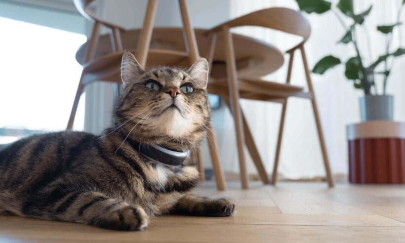 Tractive launches updated pet health devices