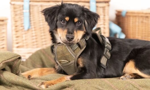 Rydale launches first dog harness collection