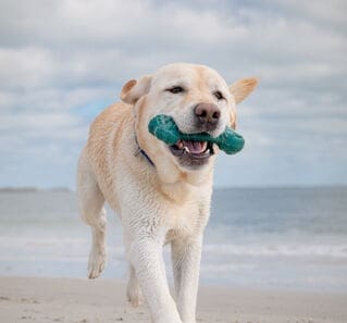 Nylabone launches dog chew toys made from abandoned fishing nets