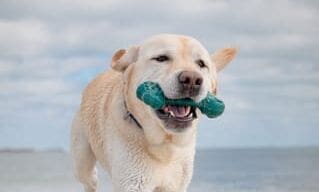 Nylabone launches dog chew toys made from abandoned fishing nets