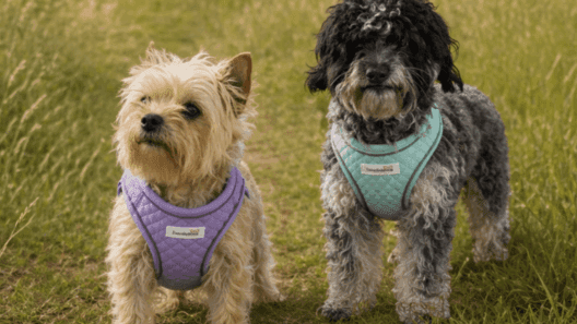 Doodlebone adds lilac quilt design to Dinky Dog range