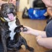 StreetVet and Battersea alliance delivers care to hundreds of pets