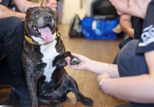 StreetVet and Battersea alliance delivers care to hundreds of pets