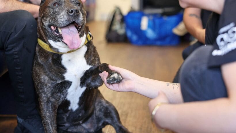 StreetVet and Battersea alliance delivers care to hundreds of pets
